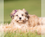 Small Photo #12 Morkie Puppy For Sale in WARSAW, IN, USA