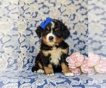 Small Photo #1 Bernese Mountain Dog Puppy For Sale in HOLTWOOD, PA, USA