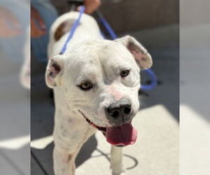 American Pit Bull Terrier Dogs for adoption in Salinas, CA, USA