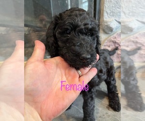 Poodle (Standard) Puppy for sale in HOLLAND, MI, USA