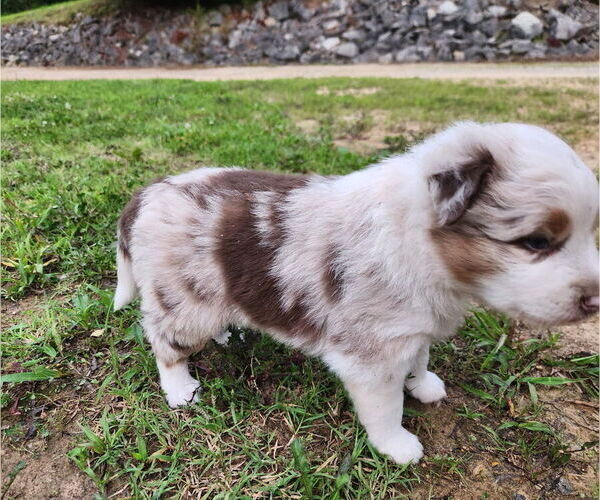 Medium Photo #7 Australian Shepherd Puppy For Sale in WESTPOINT, TN, USA