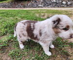 Small #6 Australian Shepherd