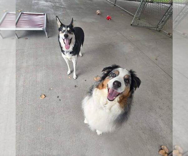 Medium Photo #2 Australian Shepherd Puppy For Sale in Plover, WI, USA