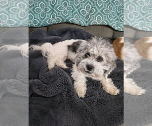 Shih Tzu-Unknown Mix Dogs for adoption in Plymouth, MN, USA