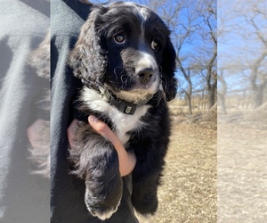Bernedoodle-Cocker Spaniel Mix Puppy for sale in HILLSBORO, TX, USA