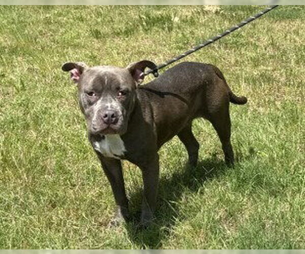 Medium Photo #4 Mutt Puppy For Sale in Glen Allen, VA, USA