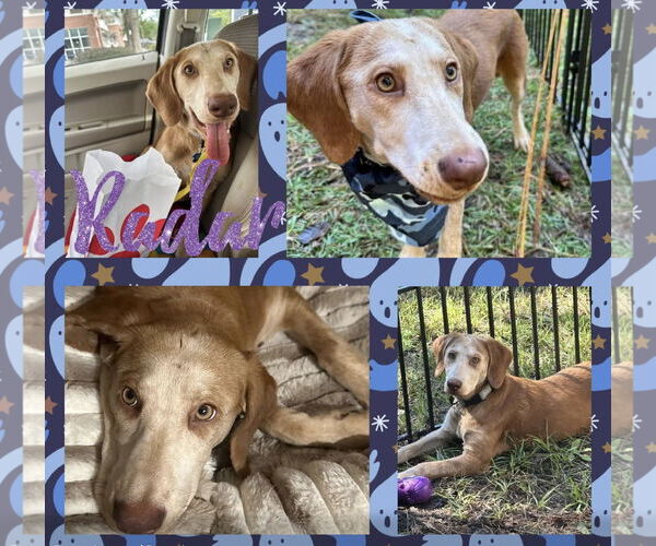 Medium Photo #2 Mutt Puppy For Sale in Myrtle Beach, SC, USA