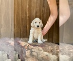 Puppy Hopper Goldendoodle (Miniature)