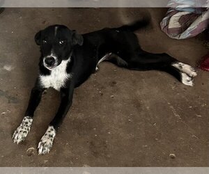Border Collie Dogs for adoption in San Saba, TX, USA