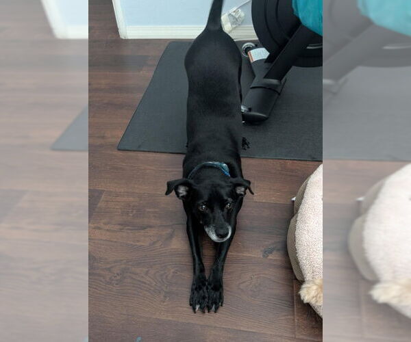 Medium Photo #3 Chihuahua-Unknown Mix Puppy For Sale in San Diego, CA, USA