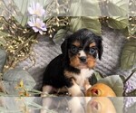 Small #5 ShihPoo