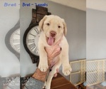 Small Photo #20 Labrador Retriever Puppy For Sale in POCAHONTAS, IL, USA