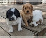 Small Cockapoo-Poodle (Miniature) Mix
