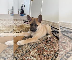 Akita-Mutt Mix Puppy for sale in PALMDALE, CA, USA