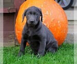 Small #2 Labrador Retriever