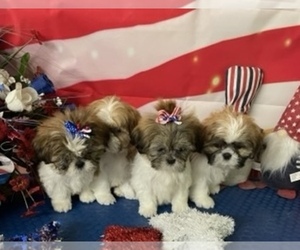 Shih Tzu Puppy for Sale in KLONDIKE, Texas USA