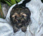 Small #3 Cava-Tzu
