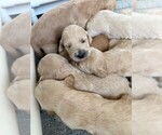 Small #2 Goldendoodle