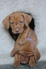 Vizsla Puppy for sale in BRENTWOOD, CA, USA