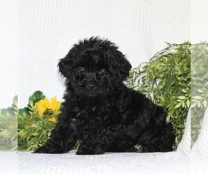 ShihPoo Puppy for sale in QUARRYVILLE, PA, USA