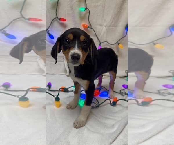 Medium Photo #2 Beagle-Unknown Mix Puppy For Sale in Plainfield, IL, USA