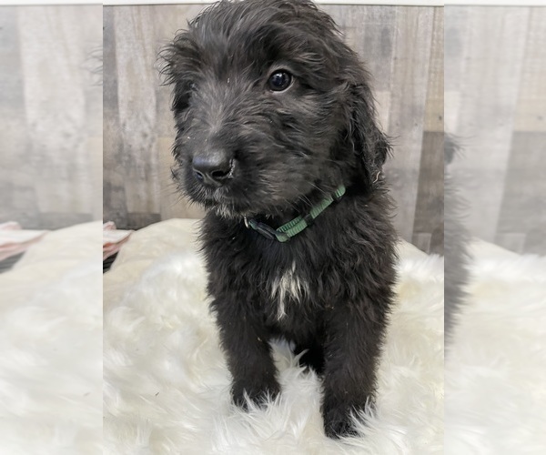 Medium Photo #3 Bernedoodle Puppy For Sale in PRESCOTT, WA, USA