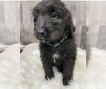 Small Photo #3 Bernedoodle Puppy For Sale in PRESCOTT, WA, USA