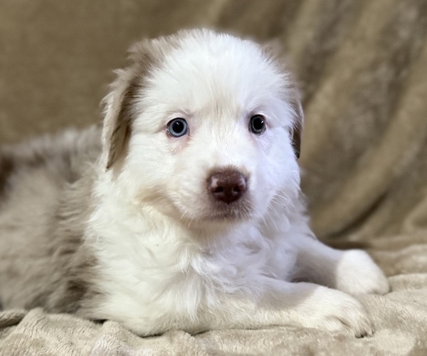 Medium Photo #2 Australian Shepherd Puppy For Sale in EUSTIS, FL, USA