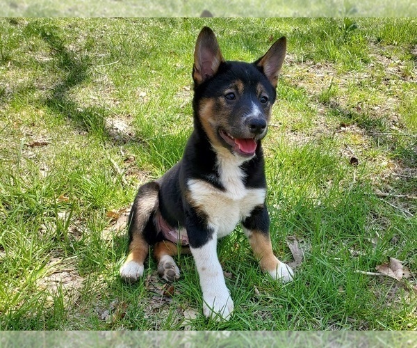 Medium Photo #6 Shiba Inu Puppy For Sale in CLARK, MO, USA
