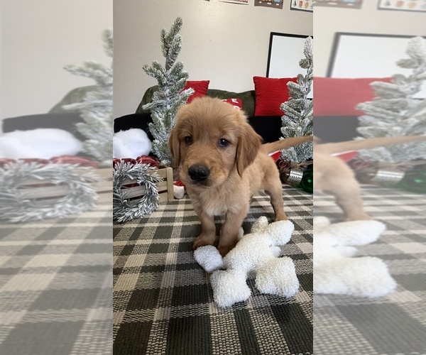 Medium Photo #62 Golden Retriever Puppy For Sale in LAKELAND, FL, USA