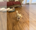 Small #3 Poodle (Toy)