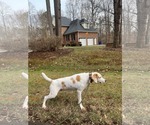Small #2 English Foxhound Mix