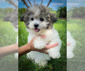 Zuchon Puppy for sale in FAIRBANK, IA, USA