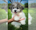 Small Zuchon