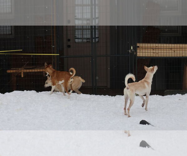 Medium Photo #31 Saluki-Whippet Mix Puppy For Sale in Sebec, ME, USA