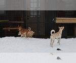 Small #30 Saluki-Whippet Mix