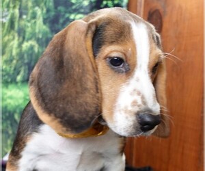Beagle Puppy for sale in ELROY, WI, USA