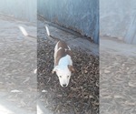 Puppy 1 Australian Shepherd-Beagle Mix