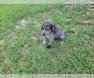 Daniff Puppy for sale in NILES, MI, USA