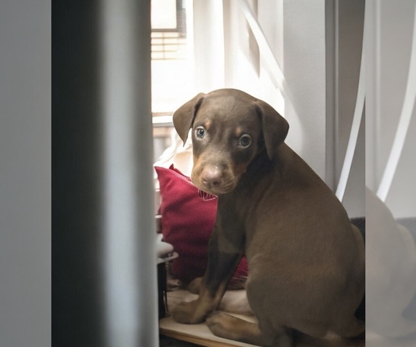 Medium Photo #4 Doberman Pinscher Puppy For Sale in POMEROY, OH, USA