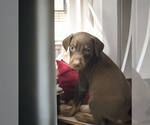 Small #3 Doberman Pinscher