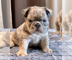 Small #13 English Bulldog