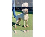 Small #4 Boxer