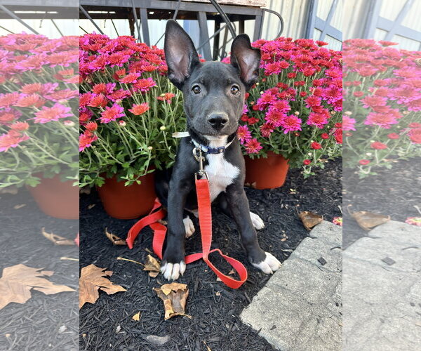 Medium Photo #1 American Pit Bull Terrier-Unknown Mix Puppy For Sale in Germantown, OH, USA