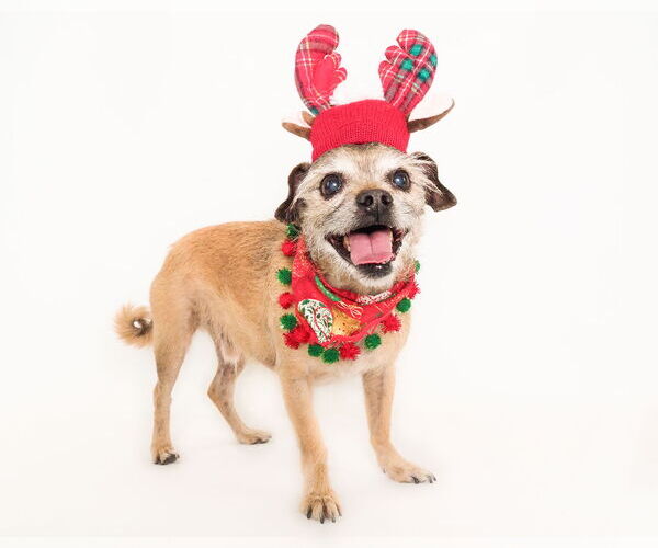 Medium Photo #8 Mutt Puppy For Sale in phoenix, AZ, USA