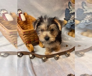 Yorkshire Terrier Puppy for sale in HAMPTON, VA, USA