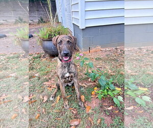 Bindi - Female Mutt Dog for Adoption - Photo #2