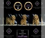 Small Photo #40 Goldendoodle (Miniature) Puppy For Sale in WARSAW, IN, USA