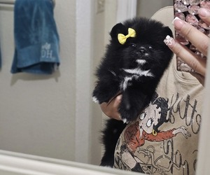 Pomeranian Puppy for sale in DAYTON, NV, USA