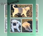 Small #2 Anatolian Shepherd